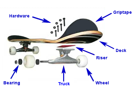 The basic                           set up of a skateboard